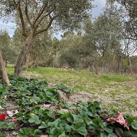 Appartement Casa Da Oliveira Pegarinhos