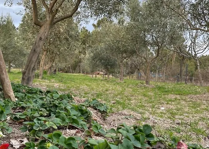 Апартаменты Casa Da Oliveira Pegarinhos